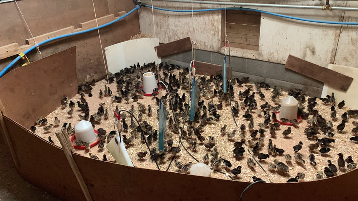 Indoor brooding pen at Brow Farm with pheasant and peafowl chicks on dry wood shavings, raised under a heated floor system. Multiple feeders and hanging drinkers visible.