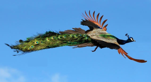 A flying peacock